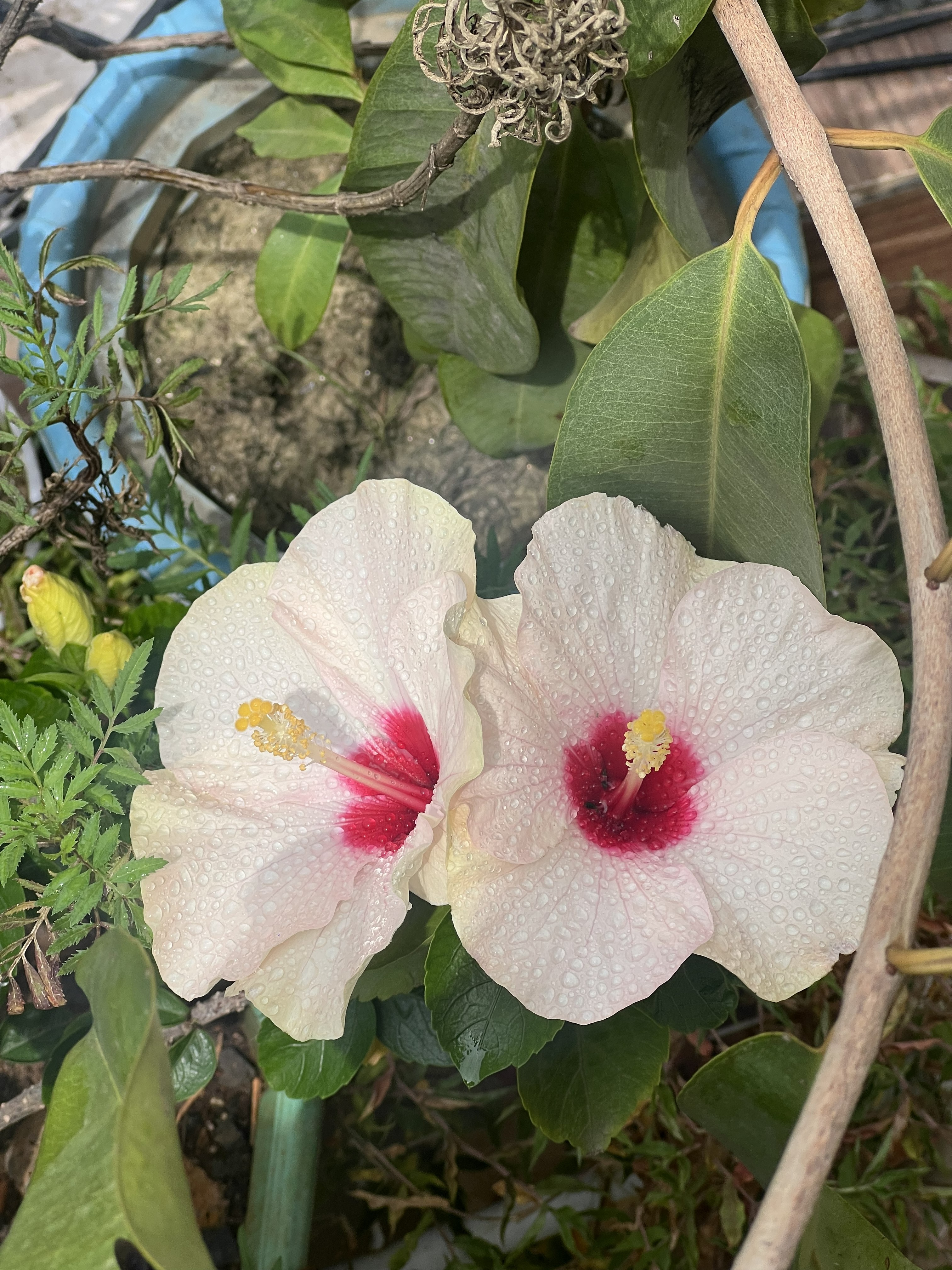 White Hibiscus