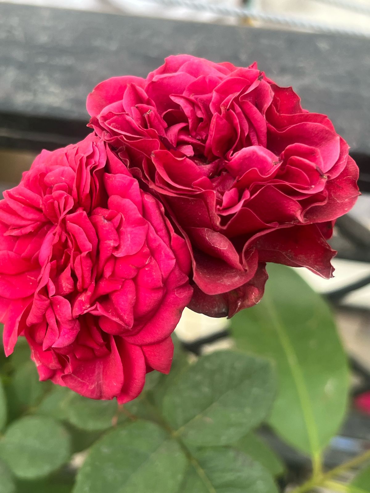 Red Rose