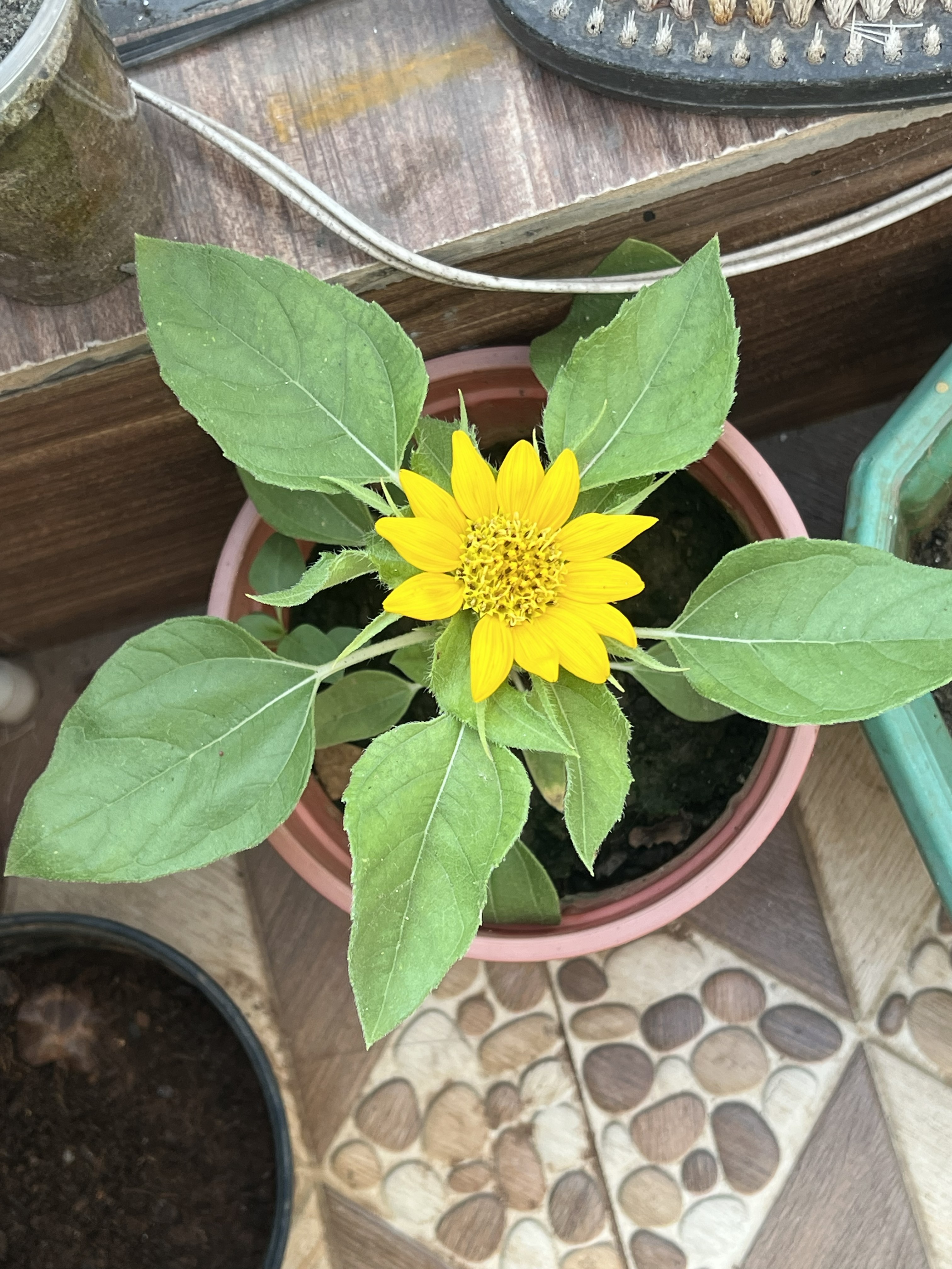 Sunflower